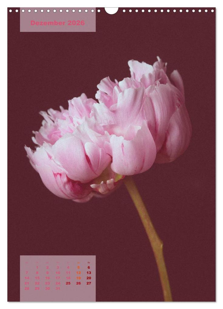 Weitere Ansicht: Die Königin der Rosen (Wandkalender 2026 DIN A3 hoch), CALVENDO Monatskalender | Susanne Stark Sugarsweet - Photo, Calvendo