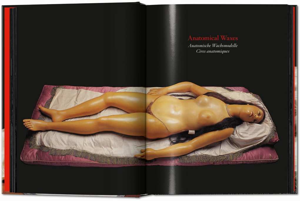 Weitere Ansicht: Anatomical Waxes | Marta Poggesi