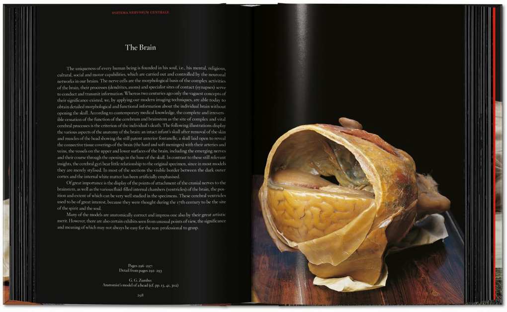 Weitere Ansicht: Anatomical Waxes | Marta Poggesi