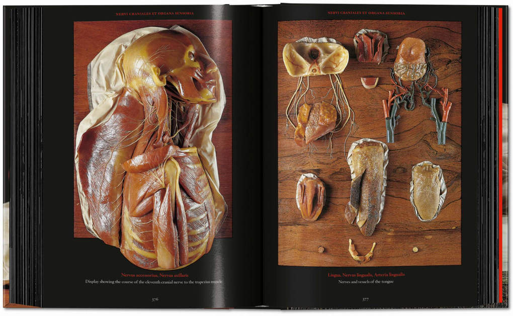 Weitere Ansicht: Anatomical Waxes | Marta Poggesi