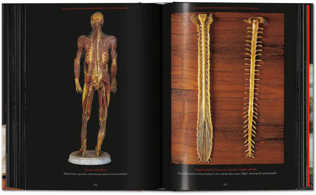 Weitere Ansicht: Anatomical Waxes | Marta Poggesi