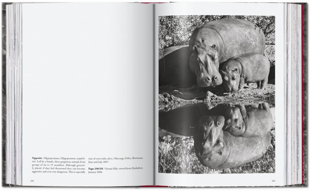 Weitere Ansicht: Sebastião Salgado. Genesis. 45th Ed. | Lélia Wanick Salgado