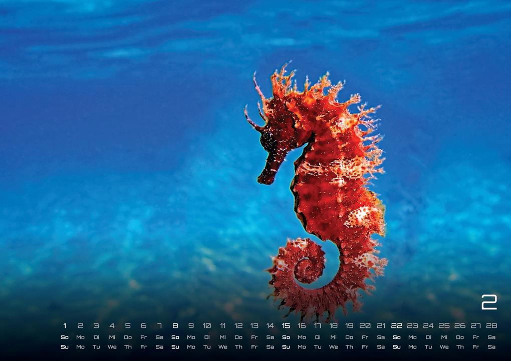 Weitere Ansicht: Sealife - verborgene Tiefen - 2026 - Kalender DIN A2