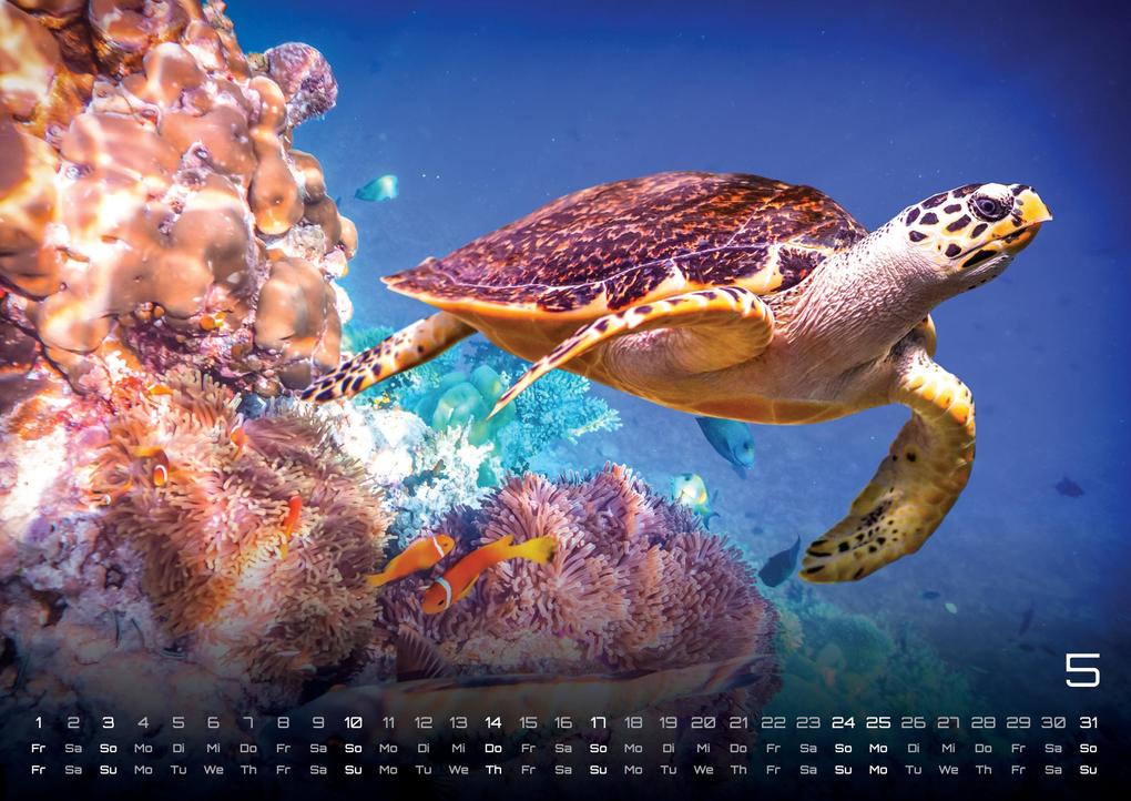 Weitere Ansicht: Sealife - verborgene Tiefen - 2026 - Kalender DIN A2