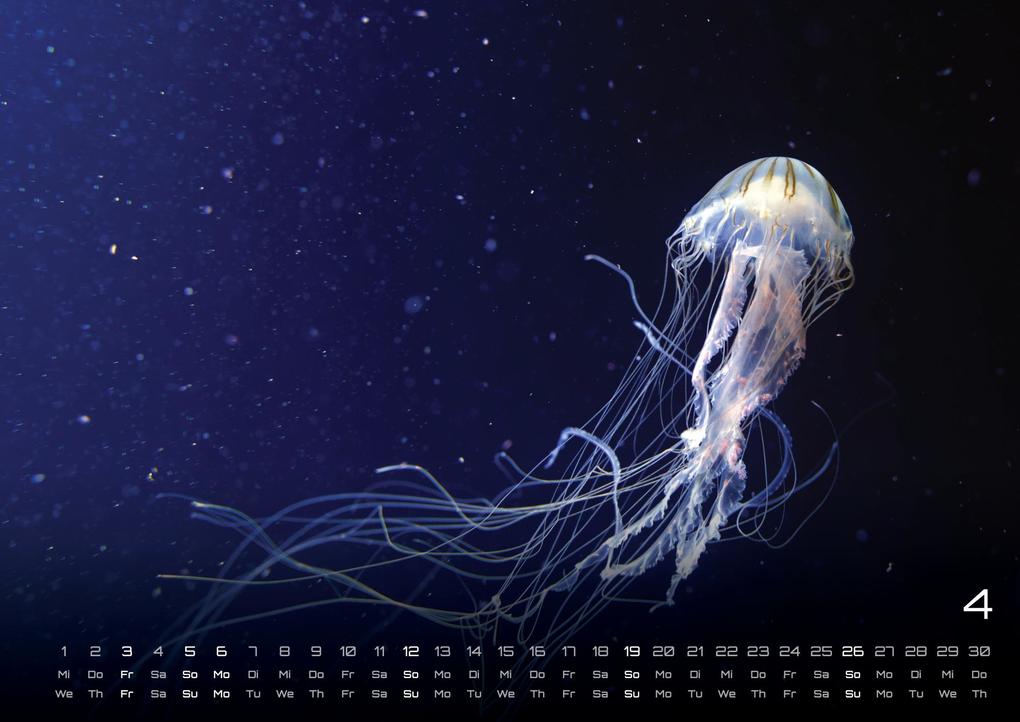 Weitere Ansicht: Sealife - verborgene Tiefen - 2026 - Kalender DIN A3