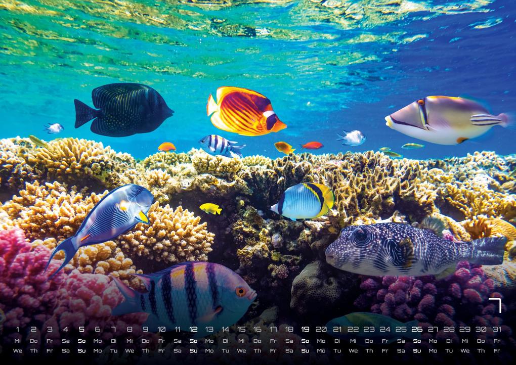 Weitere Ansicht: Sealife - verborgene Tiefen - 2026 - Kalender DIN A3