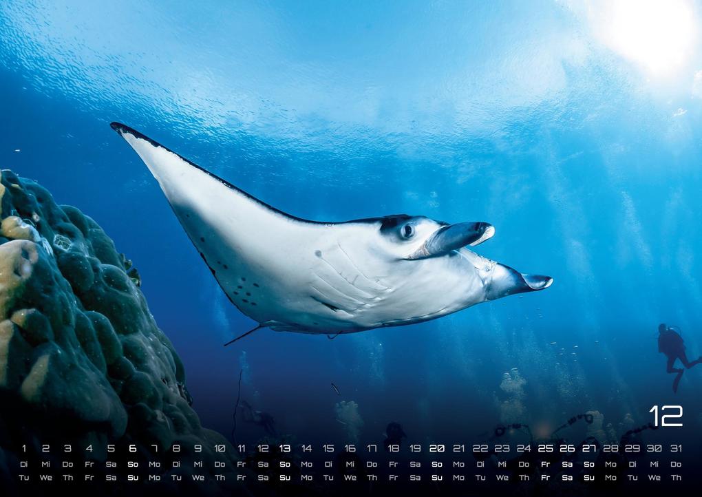 Weitere Ansicht: Sealife - verborgene Tiefen - 2026 - Kalender DIN A3