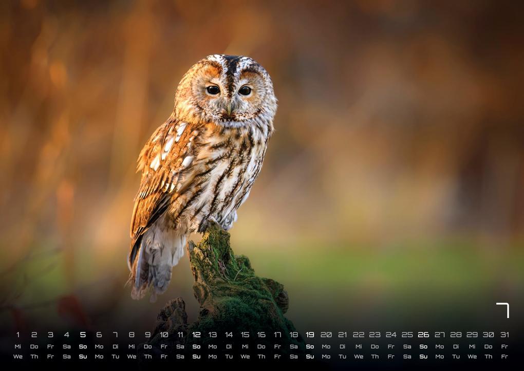 Weitere Ansicht: Waldtiere - Heimische Waldbewohner - Der Tierkalender - 2026 - Kalender DIN A3