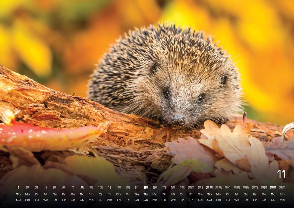 Weitere Ansicht: Waldtiere - Heimische Waldbewohner - Der Tierkalender - 2026 - Kalender DIN A3