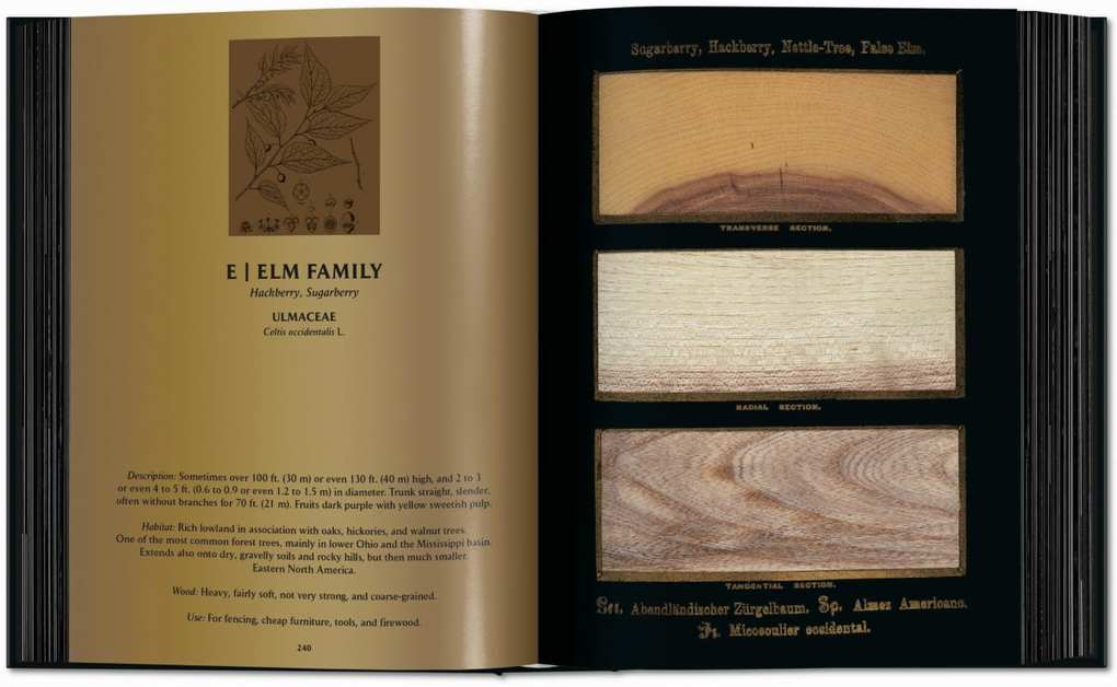 Weitere Ansicht: Romeyn B. Hough | Klaus Ulrich Leistikow