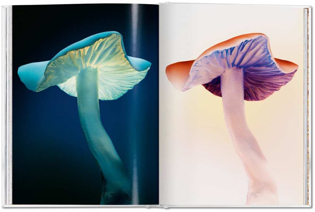 Weitere Ansicht: The Gourmand's Mushroom | The Gourmand