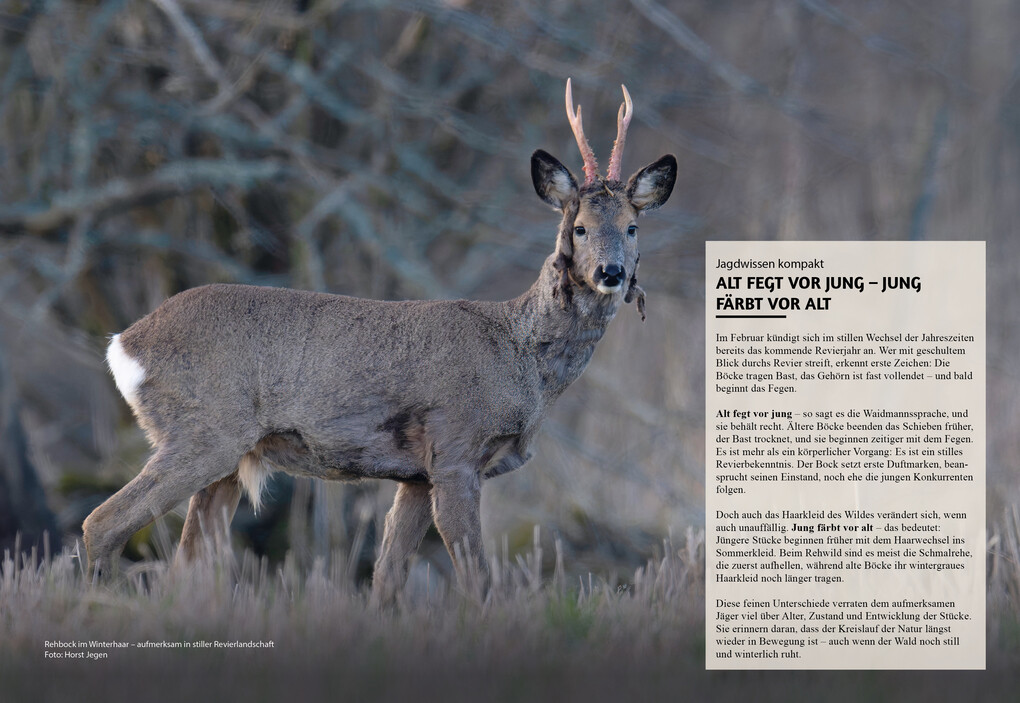 Weitere Ansicht: Jagd & Hund Kalender 2026 | NJN Media AG