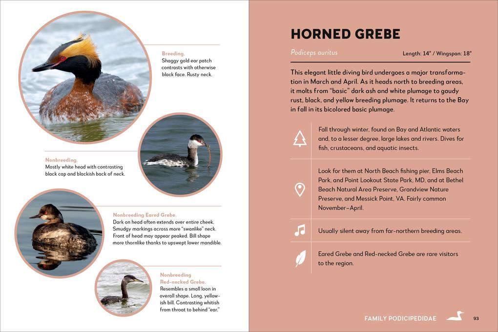 Weitere Ansicht: Birds of the Chesapeake Bay | Howard Youth, Gemma Radko