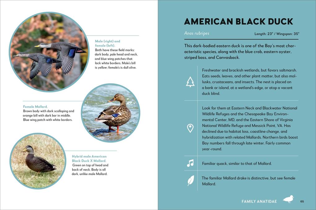Weitere Ansicht: Birds of the Chesapeake Bay | Howard Youth, Gemma Radko