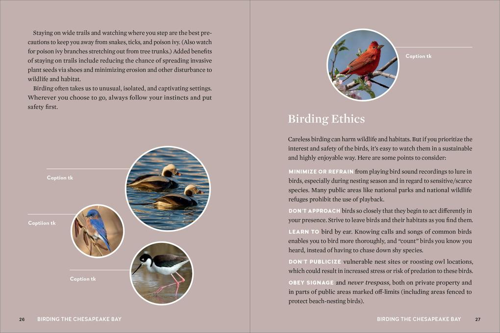 Weitere Ansicht: Birds of the Chesapeake Bay | Howard Youth, Gemma Radko