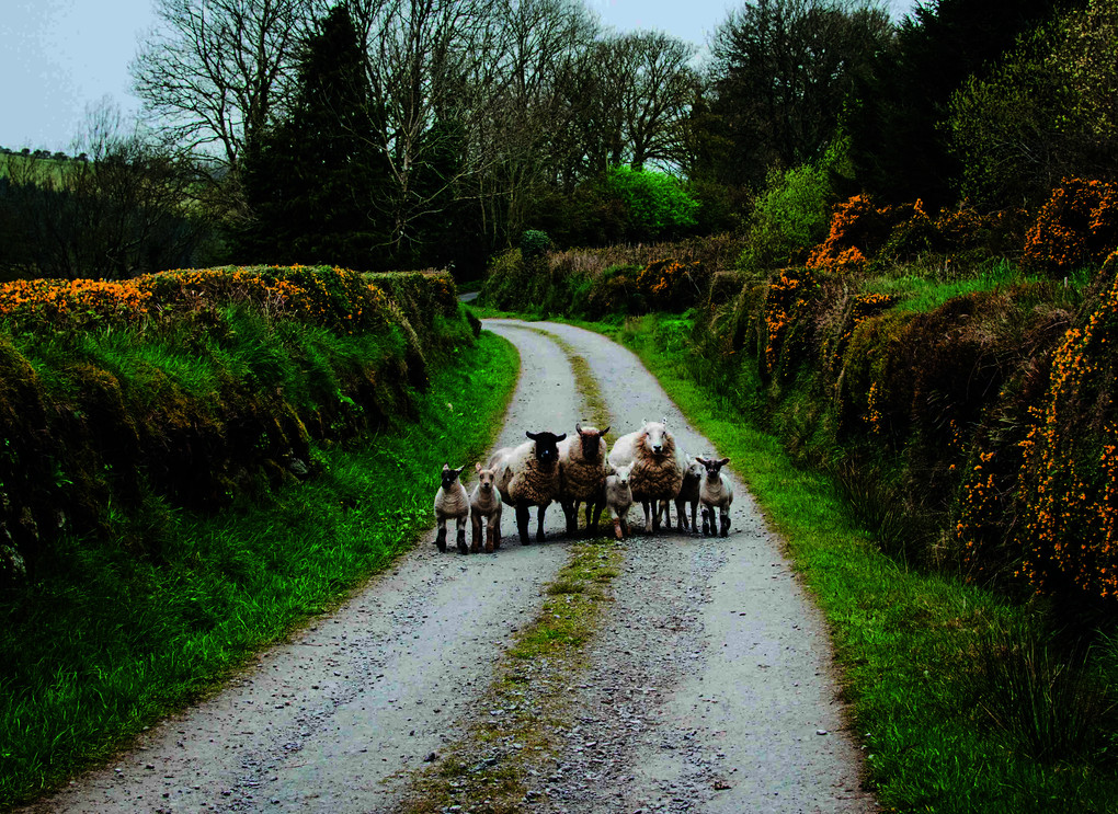 Weitere Ansicht: Roadtrips Irland | Inka Oesterling