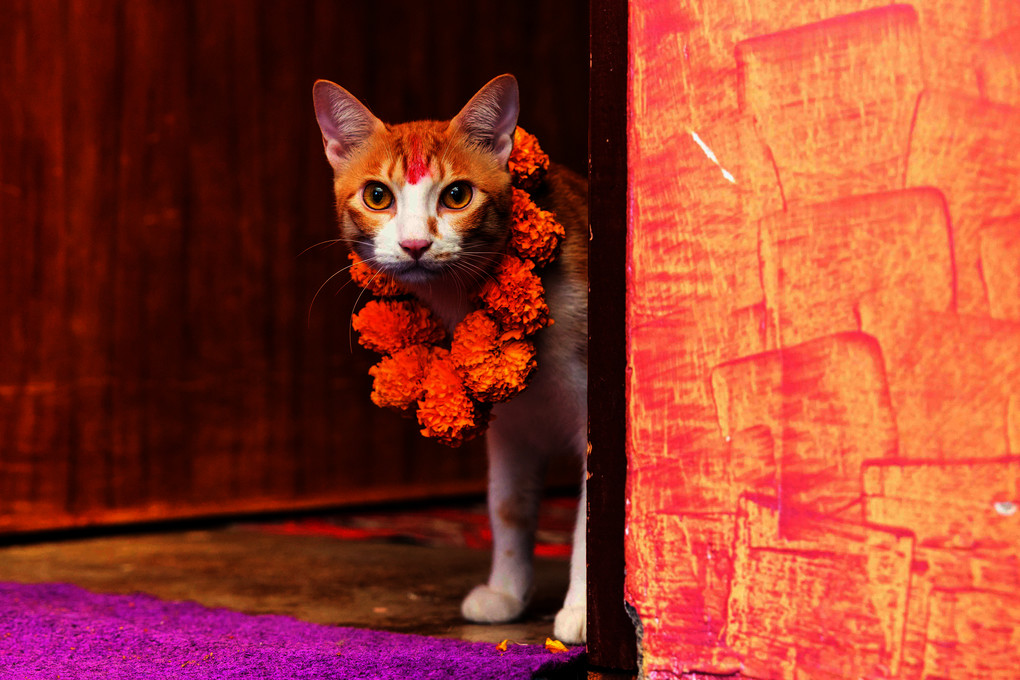 Weitere Ansicht: Katzen der Welt | Hannah Shaw