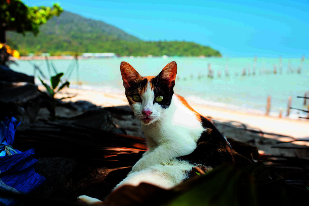 Weitere Ansicht: Katzen der Welt | Hannah Shaw