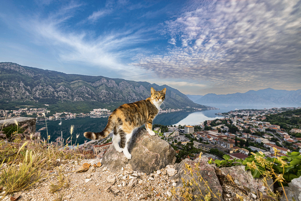 Weitere Ansicht: Katzen der Welt | Hannah Shaw