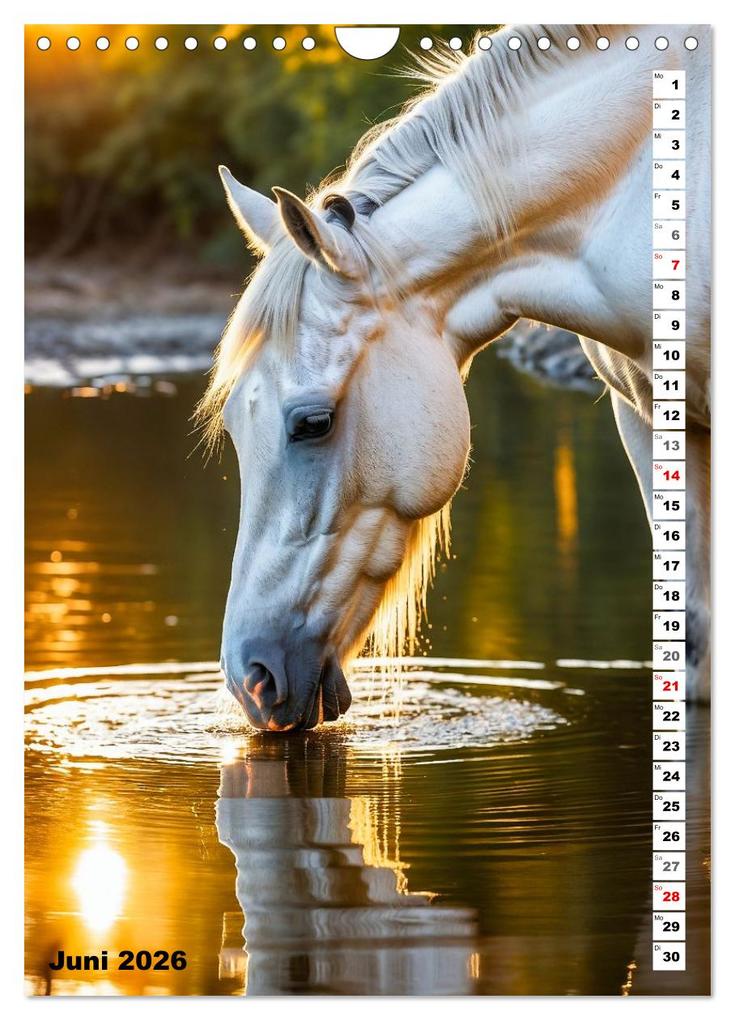 Weitere Ansicht: Pferdekalender - Wunderschöne Pferde in Natur und Portraits (Wandkalender 2026 DIN A4 hoch), CALVENDO Monatskalender | MB Fotografie, Calvendo
