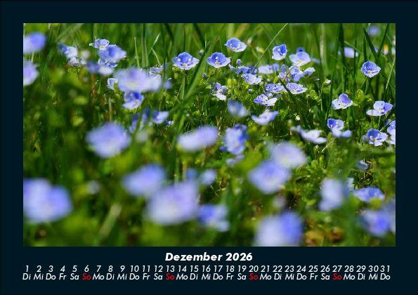 Weitere Ansicht: Pflanzen und Blüten 2026 Fotokalender DIN A5 | Tobias Becker