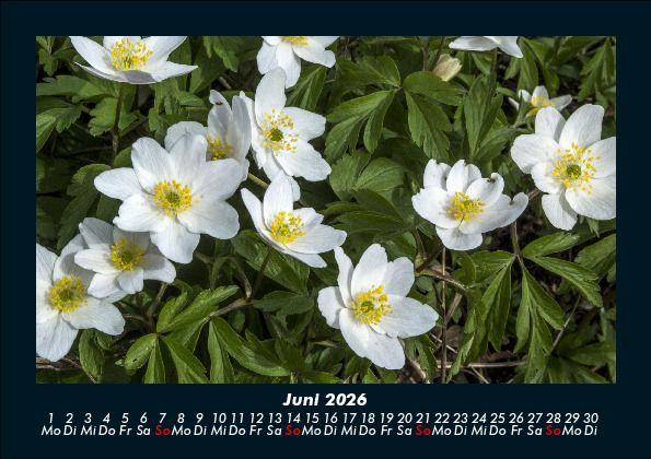 Weitere Ansicht: Pflanzen und Blüten 2026 Fotokalender DIN A5 | Tobias Becker