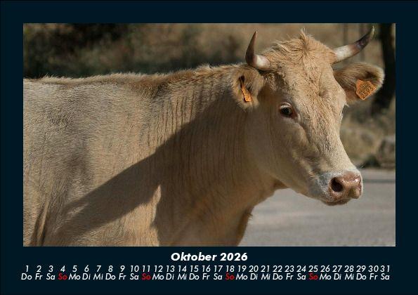 Weitere Ansicht: Kuhkalender 2026 Fotokalender DIN A5 | Tobias Becker