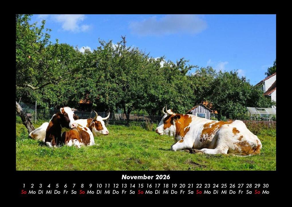 Weitere Ansicht: Kuhkalender 2026 Fotokalender DIN A3 | Tobias Becker