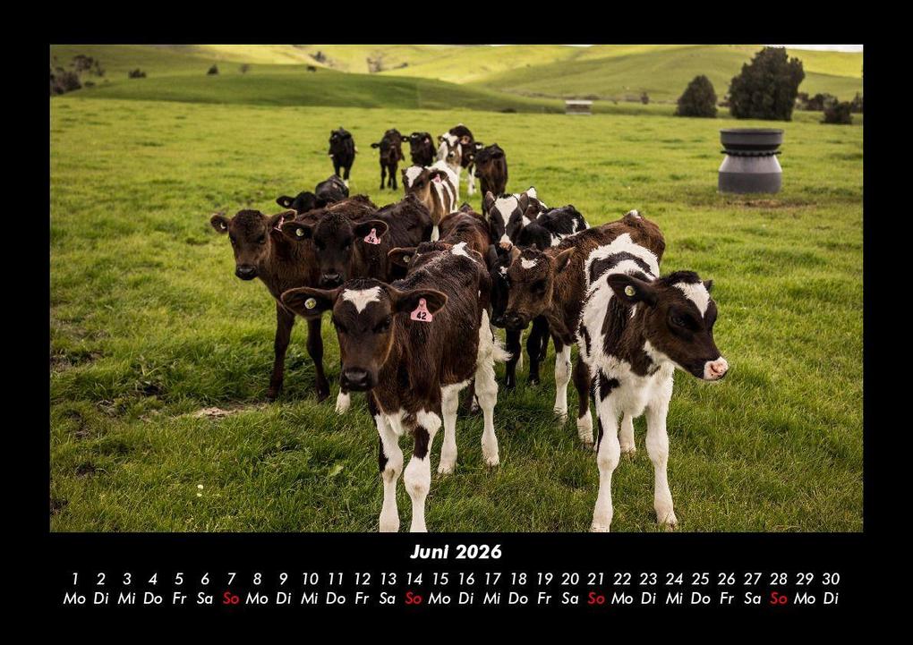 Weitere Ansicht: Kuhkalender 2026 Fotokalender DIN A3 | Tobias Becker