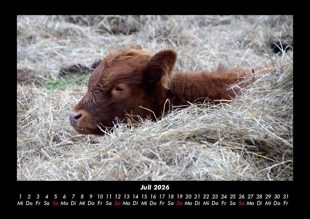 Weitere Ansicht: Kuhkalender 2026 Fotokalender DIN A3 | Tobias Becker