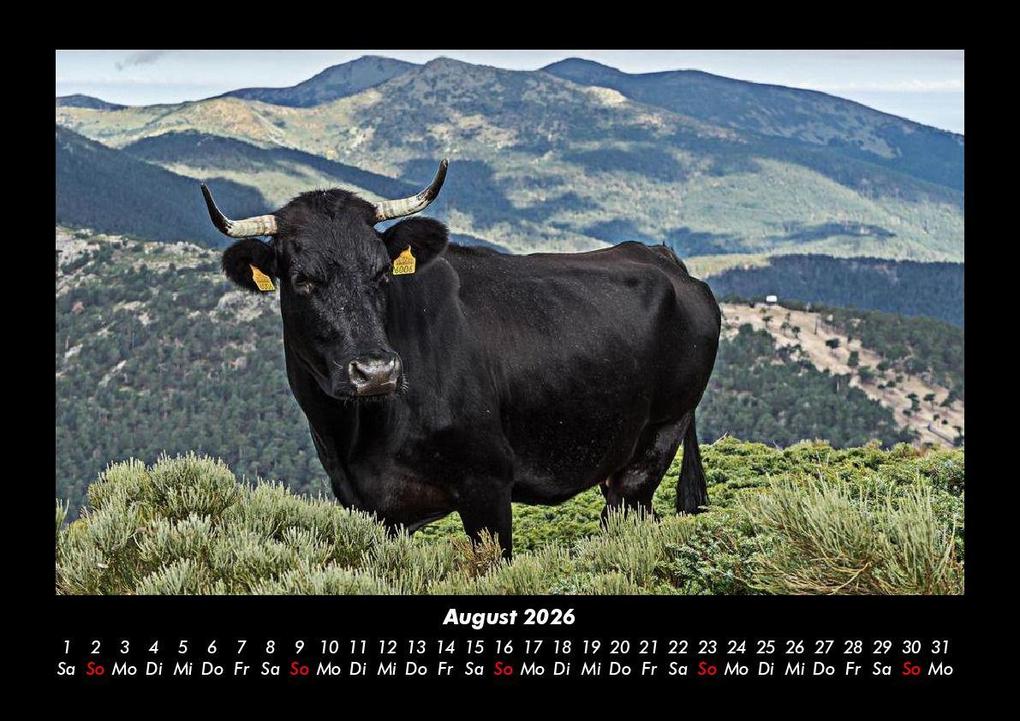 Weitere Ansicht: Kuhkalender 2026 Fotokalender DIN A3 | Tobias Becker