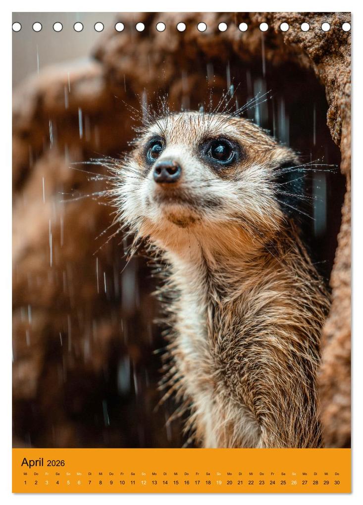 Weitere Ansicht: Die Erdmännchen Familie - Kalender der niedlichen Tiere (Tischkalender 2026 DIN A5 hoch), CALVENDO Monatskalender | MB Fotografie, Calvendo