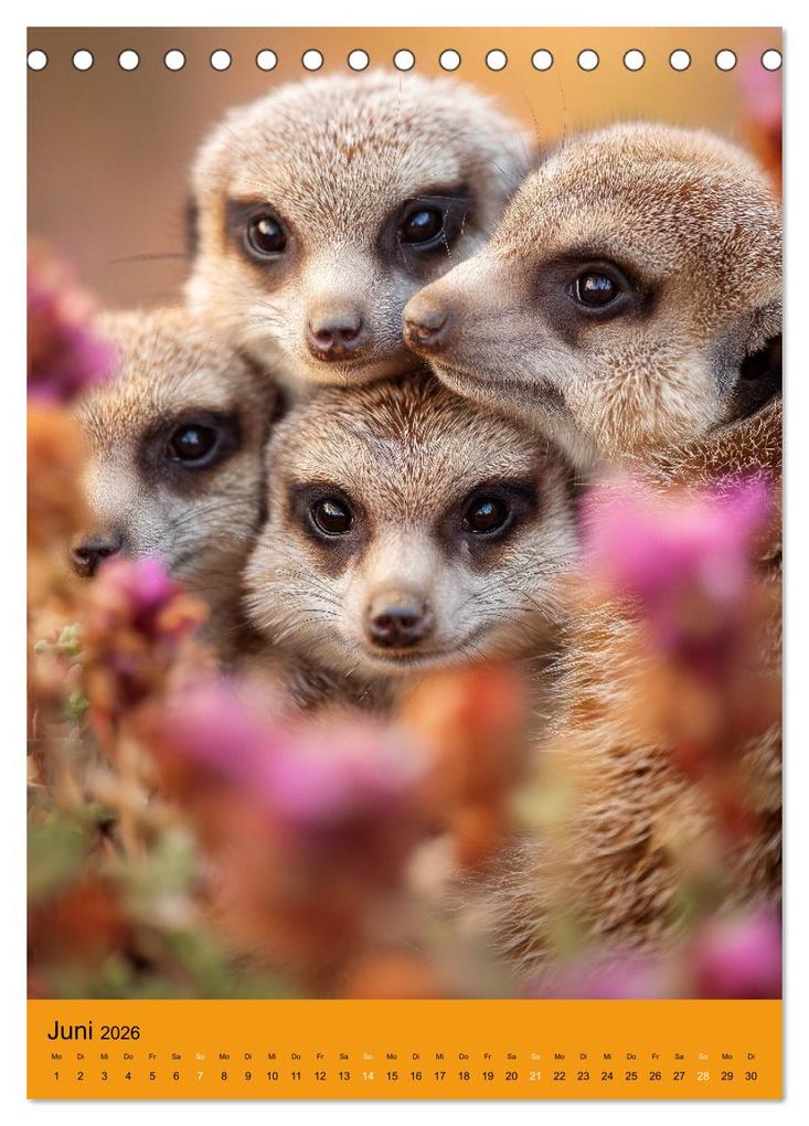 Weitere Ansicht: Die Erdmännchen Familie - Kalender der niedlichen Tiere (Tischkalender 2026 DIN A5 hoch), CALVENDO Monatskalender | MB Fotografie, Calvendo