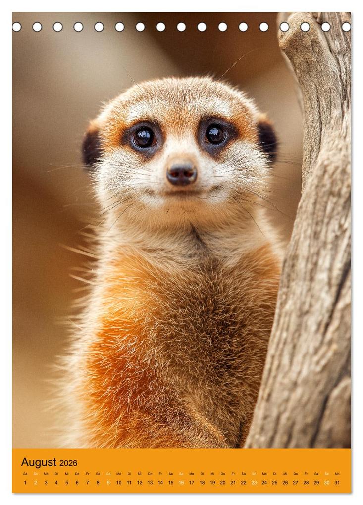 Weitere Ansicht: Die Erdmännchen Familie - Kalender der niedlichen Tiere (Tischkalender 2026 DIN A5 hoch), CALVENDO Monatskalender | MB Fotografie, Calvendo
