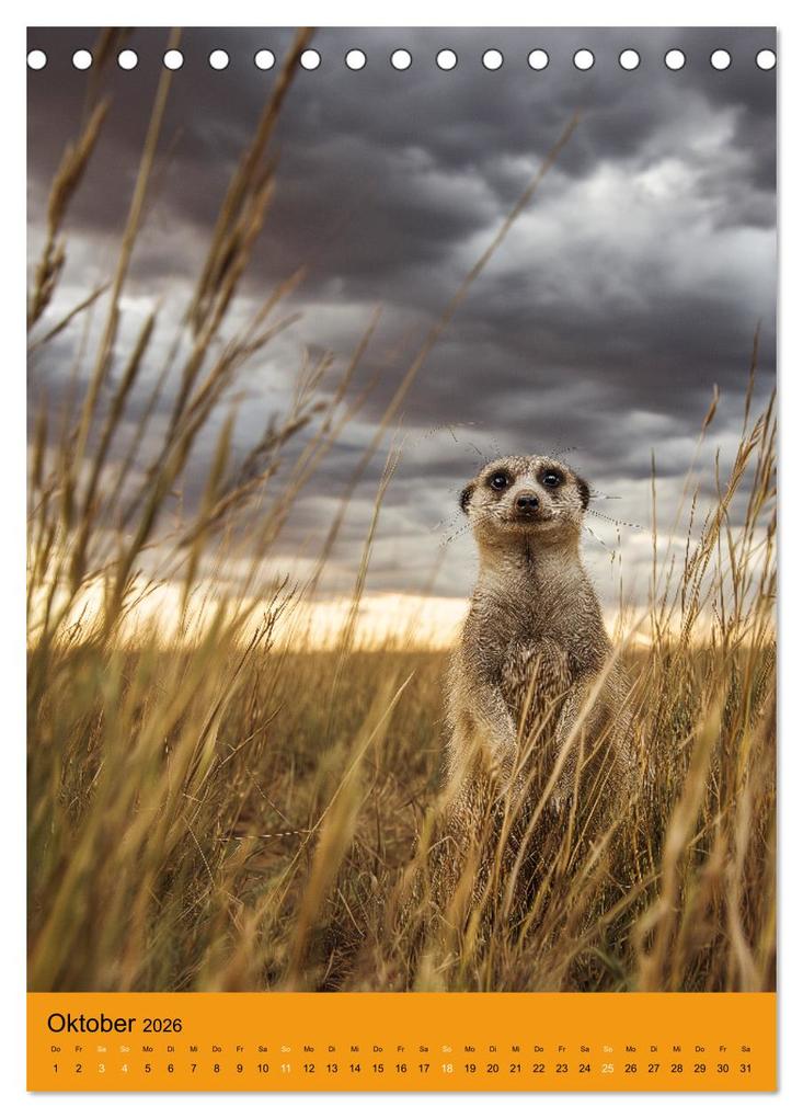 Weitere Ansicht: Die Erdmännchen Familie - Kalender der niedlichen Tiere (Tischkalender 2026 DIN A5 hoch), CALVENDO Monatskalender | MB Fotografie, Calvendo