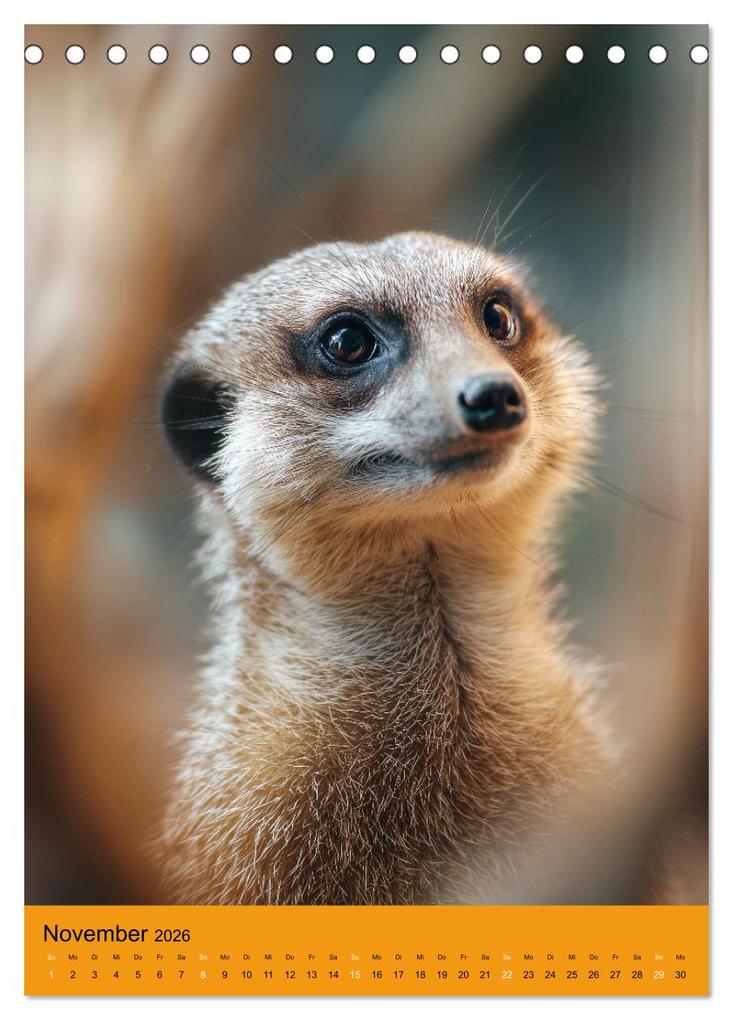 Weitere Ansicht: Die Erdmännchen Familie - Kalender der niedlichen Tiere (Tischkalender 2026 DIN A5 hoch), CALVENDO Monatskalender | MB Fotografie, Calvendo