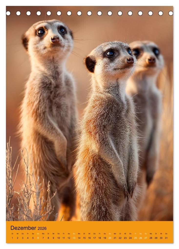 Weitere Ansicht: Die Erdmännchen Familie - Kalender der niedlichen Tiere (Tischkalender 2026 DIN A5 hoch), CALVENDO Monatskalender | MB Fotografie, Calvendo