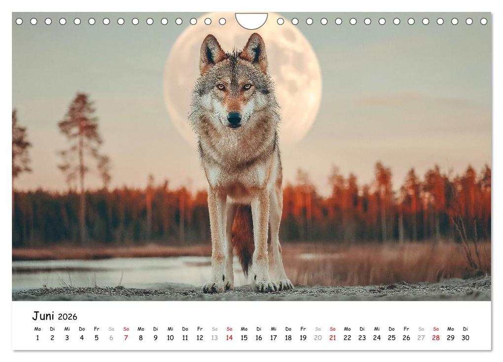 Weitere Ansicht: Wölfe im Mondlicht - Ruf der Wildnis (Wandkalender 2026 DIN A4 quer), CALVENDO Monatskalender | MB Fotografie, Calvendo