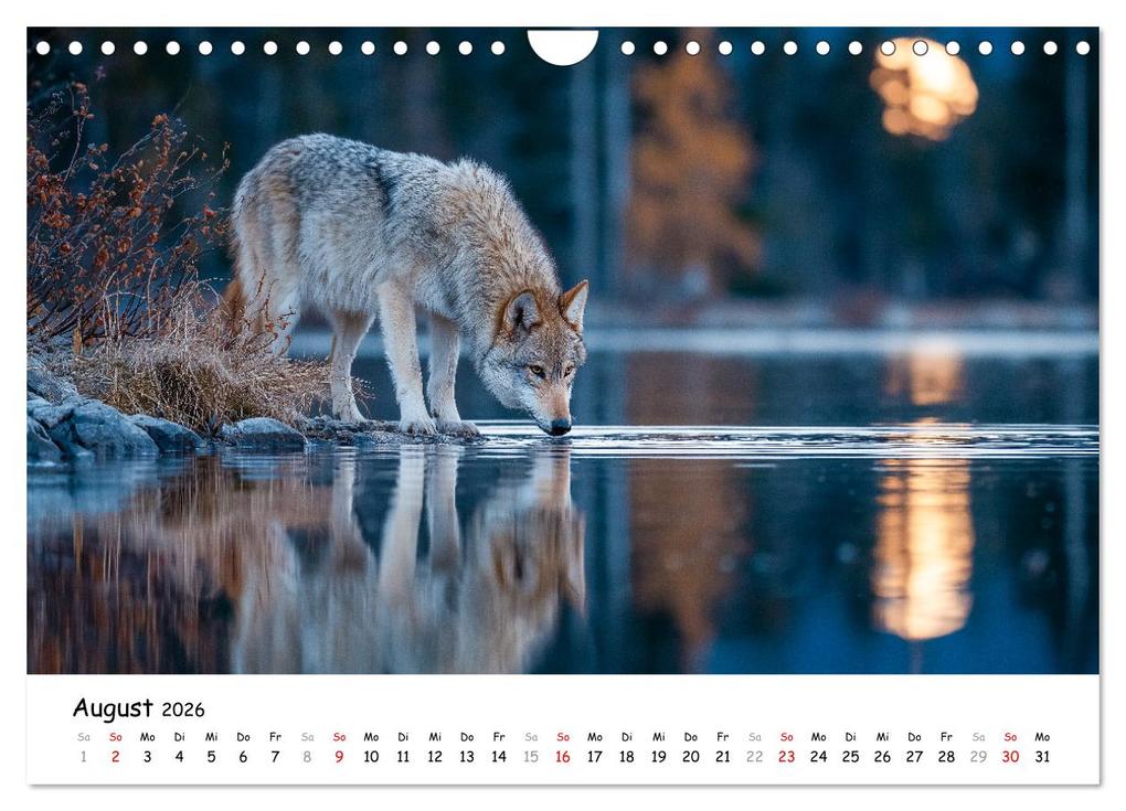 Weitere Ansicht: Wölfe im Mondlicht - Ruf der Wildnis (Wandkalender 2026 DIN A4 quer), CALVENDO Monatskalender | MB Fotografie, Calvendo
