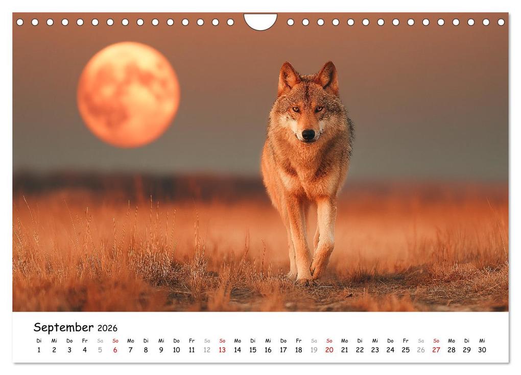 Weitere Ansicht: Wölfe im Mondlicht - Ruf der Wildnis (Wandkalender 2026 DIN A4 quer), CALVENDO Monatskalender | MB Fotografie, Calvendo