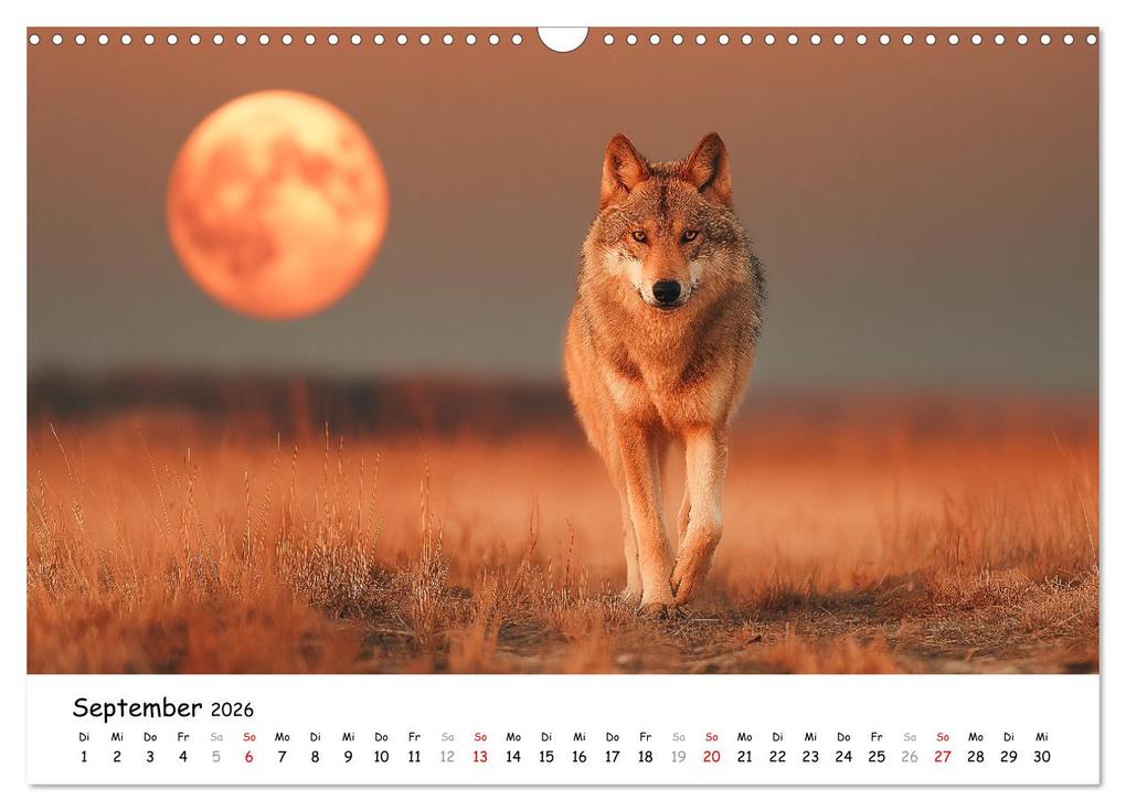 Weitere Ansicht: Wölfe im Mondlicht - Ruf der Wildnis (Wandkalender 2026 DIN A3 quer), CALVENDO Monatskalender | MB Fotografie, Calvendo
