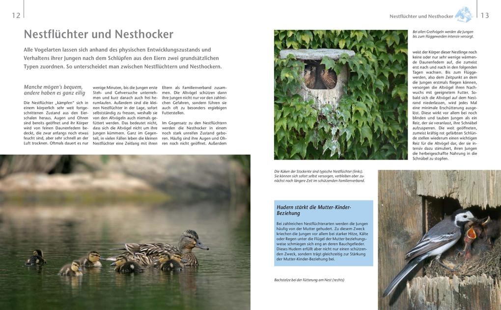 Weitere Ansicht: Vögel zu Gast im Garten - Beobachten, bestimmen, schützen. | Axel Gutjahr