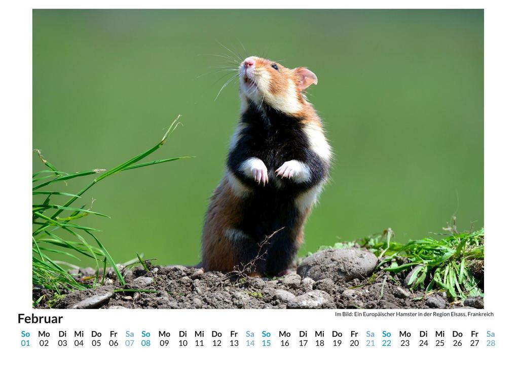 Weitere Ansicht: Nagetiere | Olivia Zimmermann