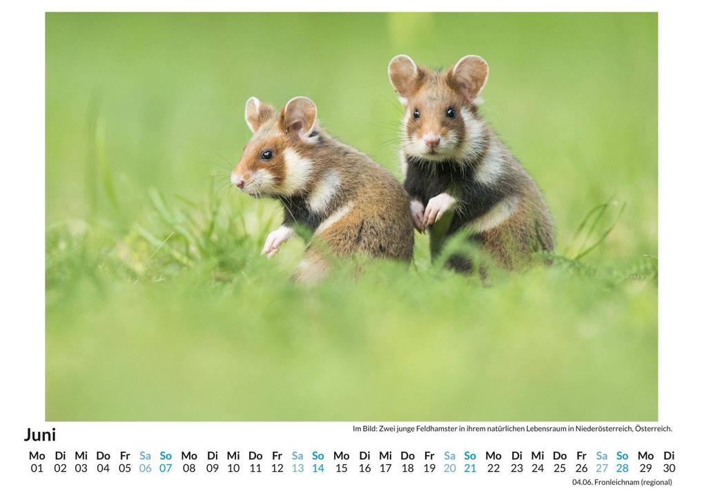 Weitere Ansicht: Nagetiere | Olivia Zimmermann