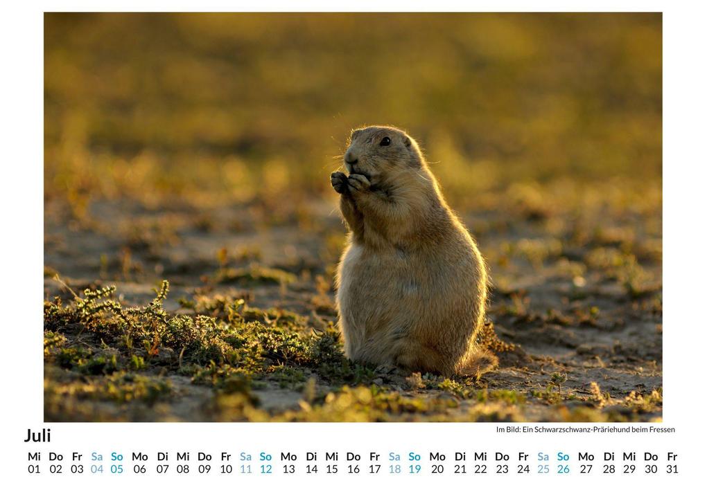 Weitere Ansicht: Nagetiere | Olivia Zimmermann