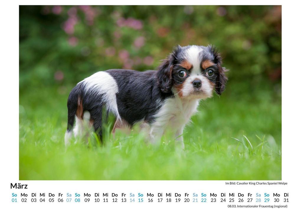Weitere Ansicht: Cavalier King Charles Spaniel | Linus Braun