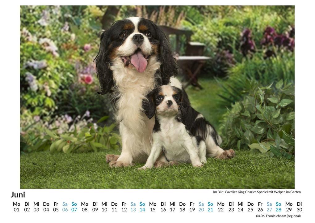 Weitere Ansicht: Cavalier King Charles Spaniel | Linus Braun