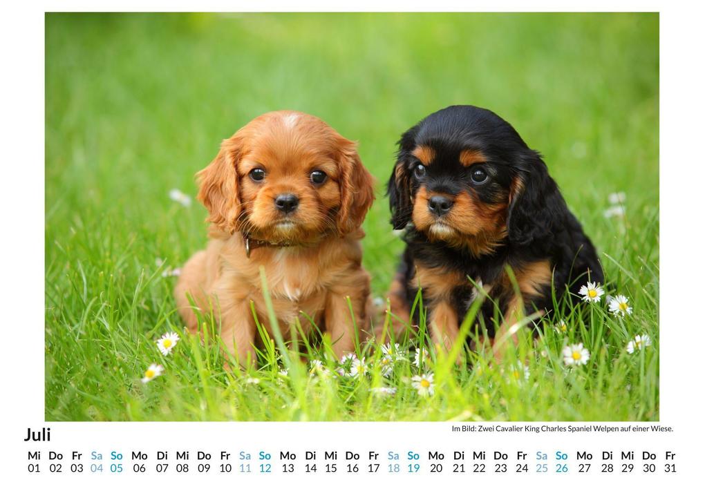 Weitere Ansicht: Cavalier King Charles Spaniel | Linus Braun