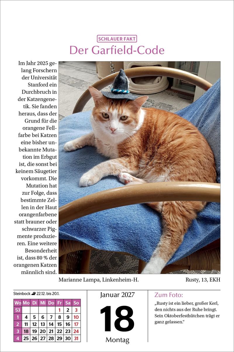 Weitere Ansicht: Katzen Tageskalender 2027