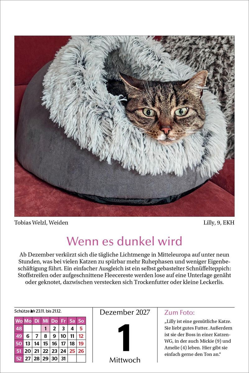 Weitere Ansicht: Katzen Tageskalender 2027